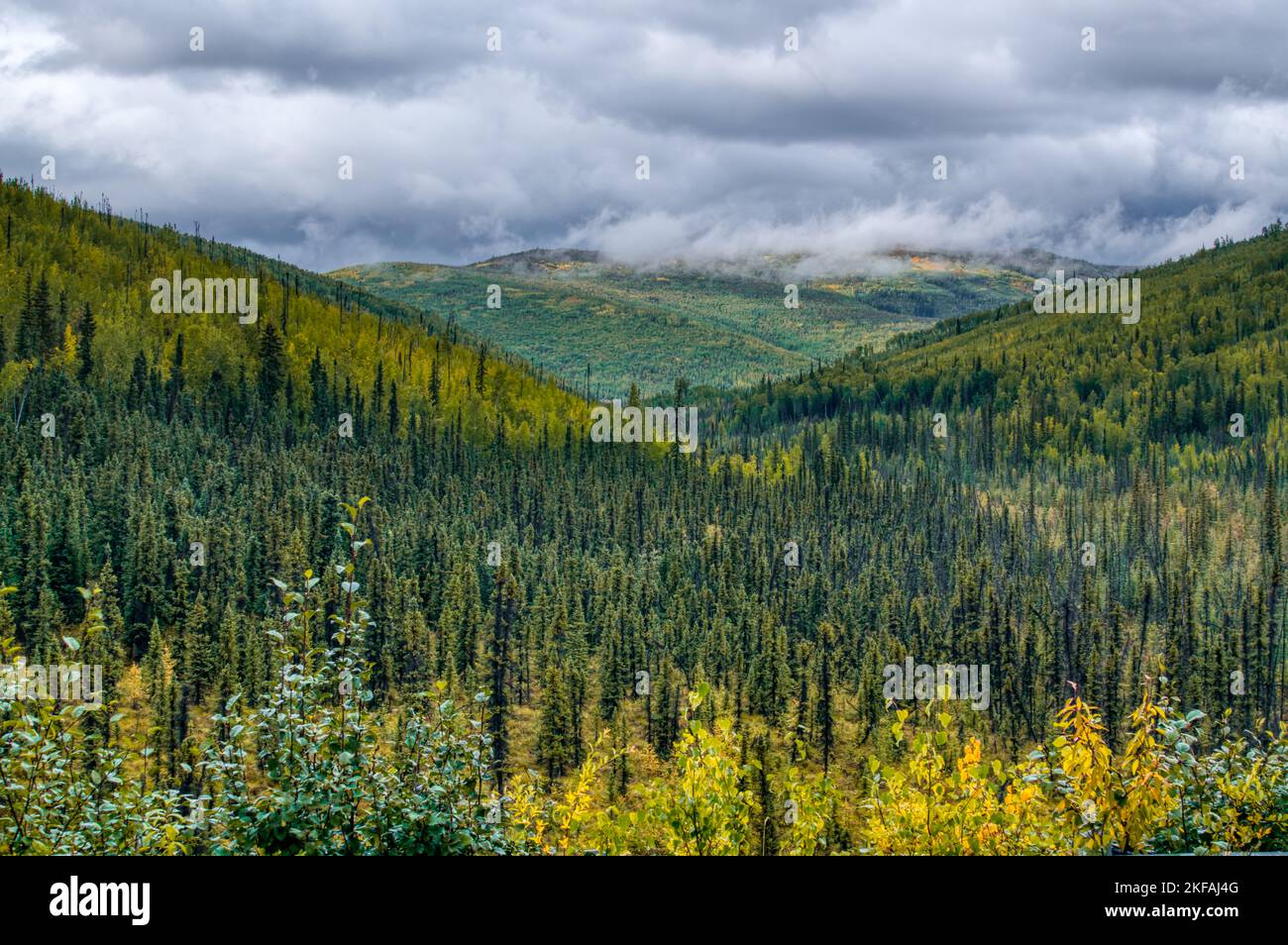 Foresta autunnale sulle montagne dell'Alaska lungo la Steese Highway vicino a Fairbanks Foto Stock