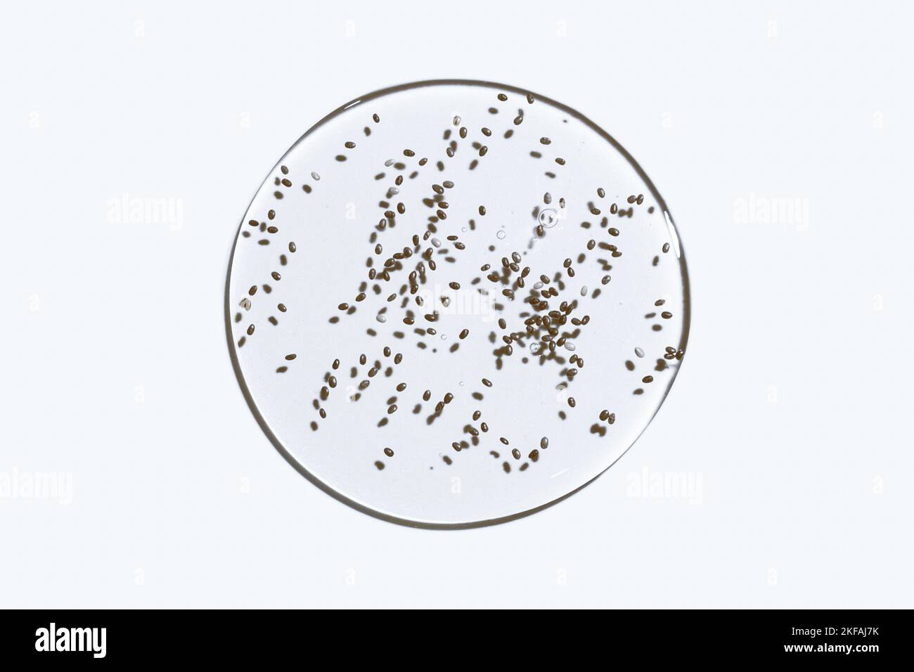 Struttura del gel. Su sfondo bianco. Gel trasparente. Gocce, coda, medicina, fertilizzazione, ricerca laboratorio, gel cosmetico, gel medico Foto Stock
