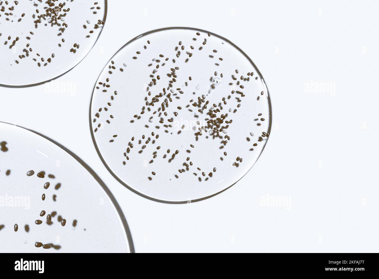 Struttura del gel. Su sfondo bianco. Gel trasparente. Gocce, coda, medicina, fertilizzazione, ricerca laboratorio, gel cosmetico, gel medico Foto Stock