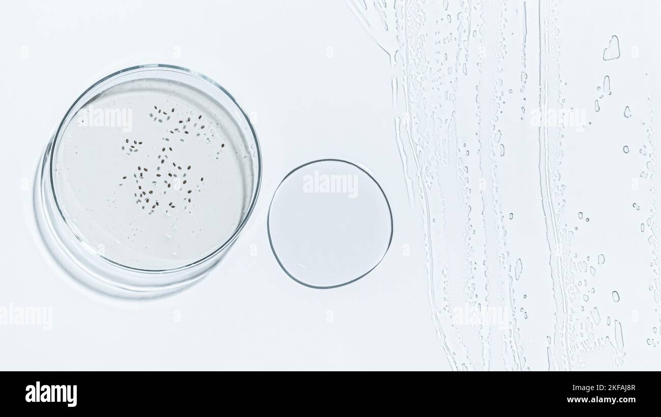 Capsula di Petri, gel, matraccio, vaschetta di cristallizzazione. Semi, uova, batteri. Laboratorio. Vista dall'alto. Medicina, struttura del gel, bianco, pipetta, campioni, rese Foto Stock