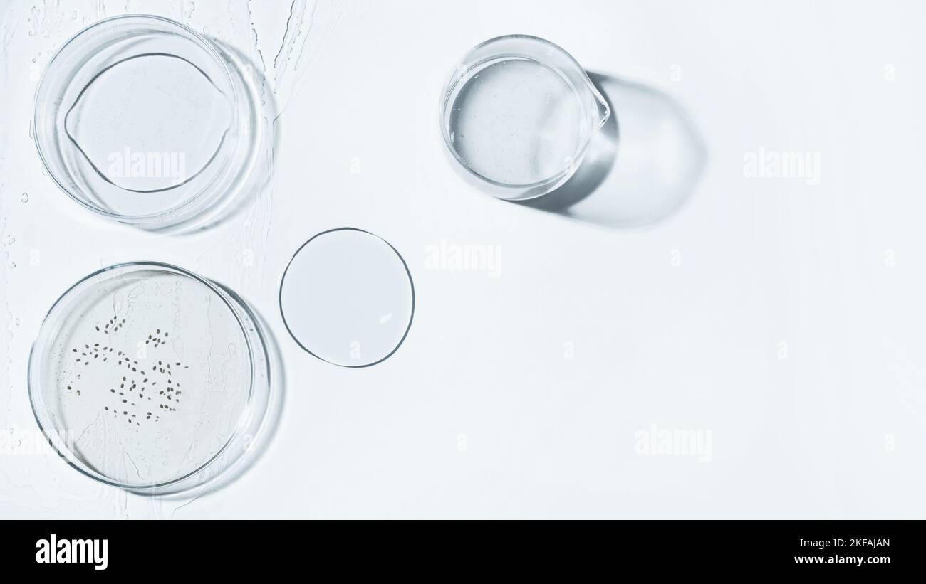 Capsula di Petri, gel, matraccio, vaschetta di cristallizzazione. Semi, uova, batteri. Laboratorio. Vista dall'alto. Medicina, struttura del gel, bianco, pipetta, campioni, rese Foto Stock