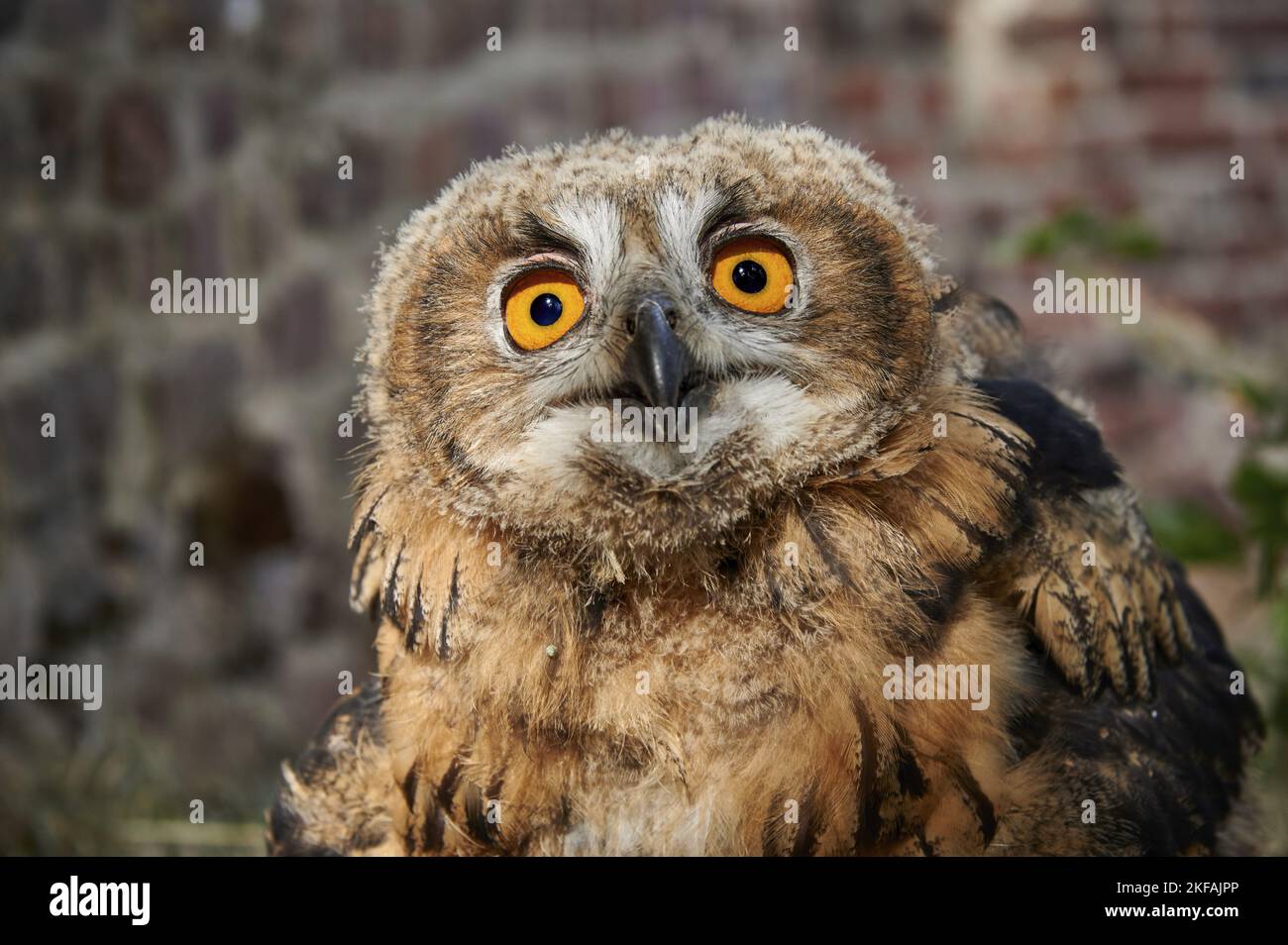 Gufo reale ritratto Foto Stock