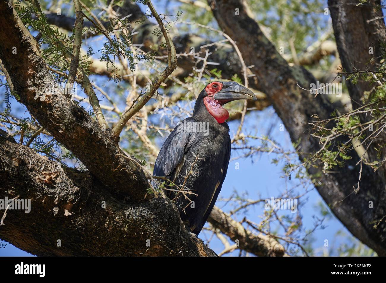 Massa meridionale hornbill Foto Stock