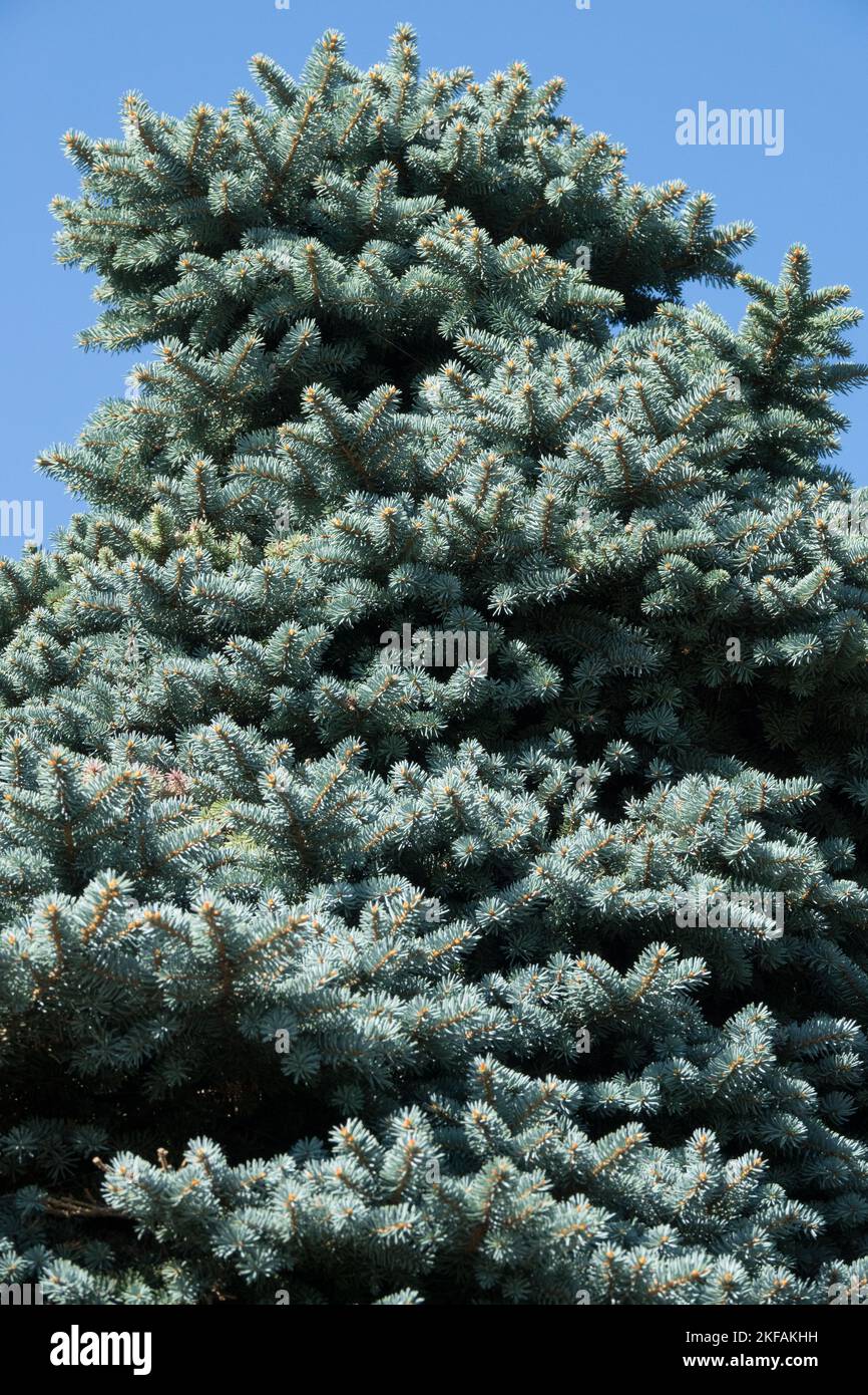 Colorado Blue Spruce, Picea pungens glauca globosa Foto Stock