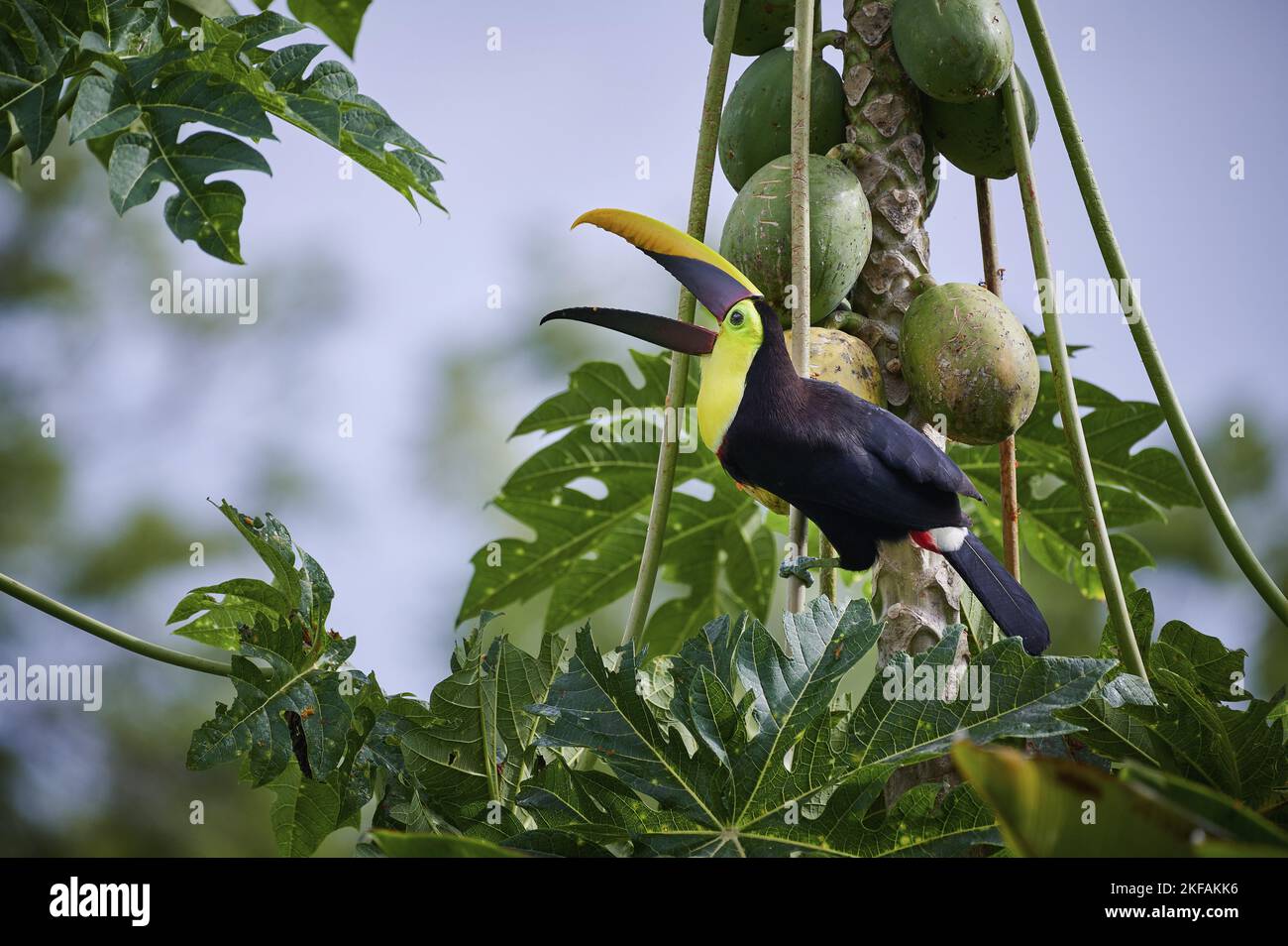 toucan castagno-mandibola Foto Stock