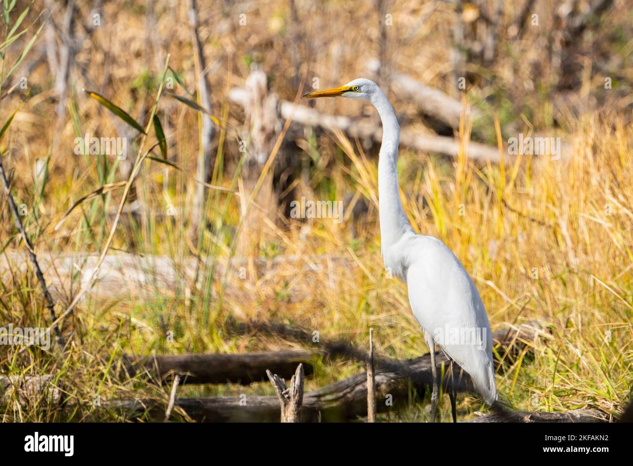 Il grande Egret che stalca pesci in una palude poco profonda lungo il fiume San Lorenzo. Foto Stock