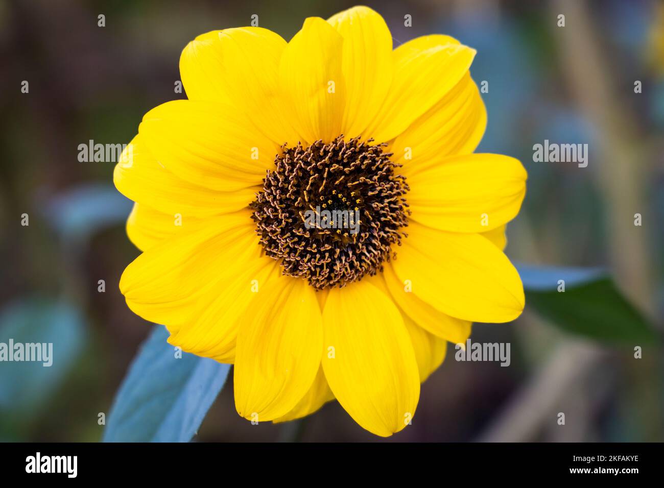 Primo piano di una splendida fioritura di girasole. Foto Stock