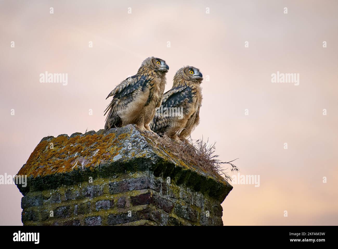 2 giovani civette di aquila Foto Stock