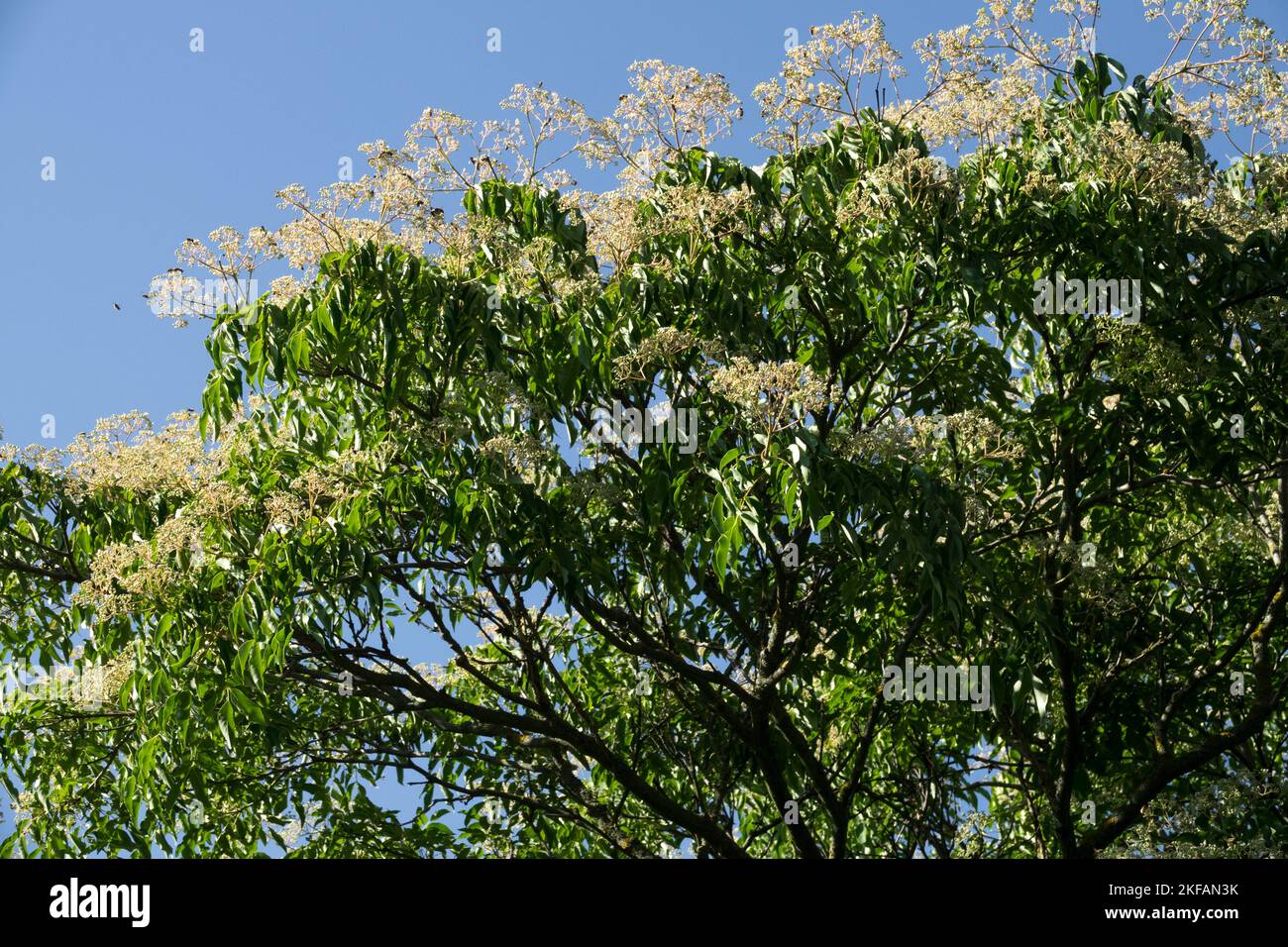 Ape Bee Tree, Tetradium Tree, fioritura, Tetradium daniellii, fine estate, Evodia Foto Stock