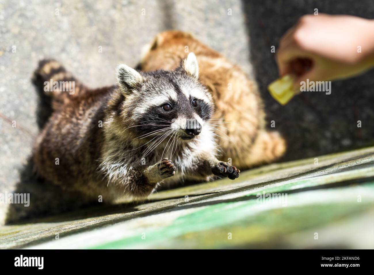 Raccoon grigio che chiede il cibo da vicino Foto Stock