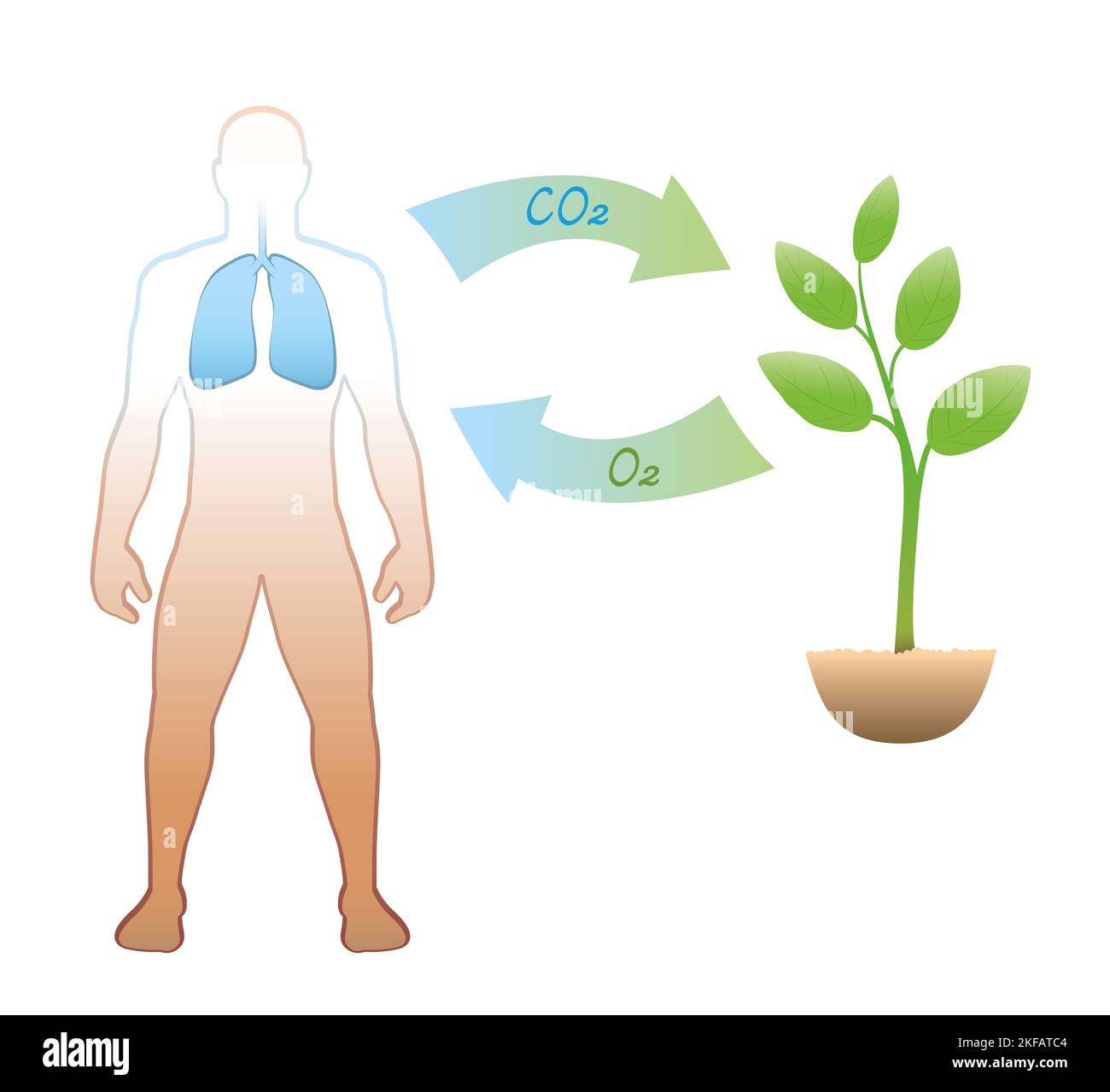 Ciclo del carbonio tra esseri umani e piante - espirazione e assunzione di anidride carbonica CO2 - inalazione e rilascio di ossigeno O2. Foto Stock