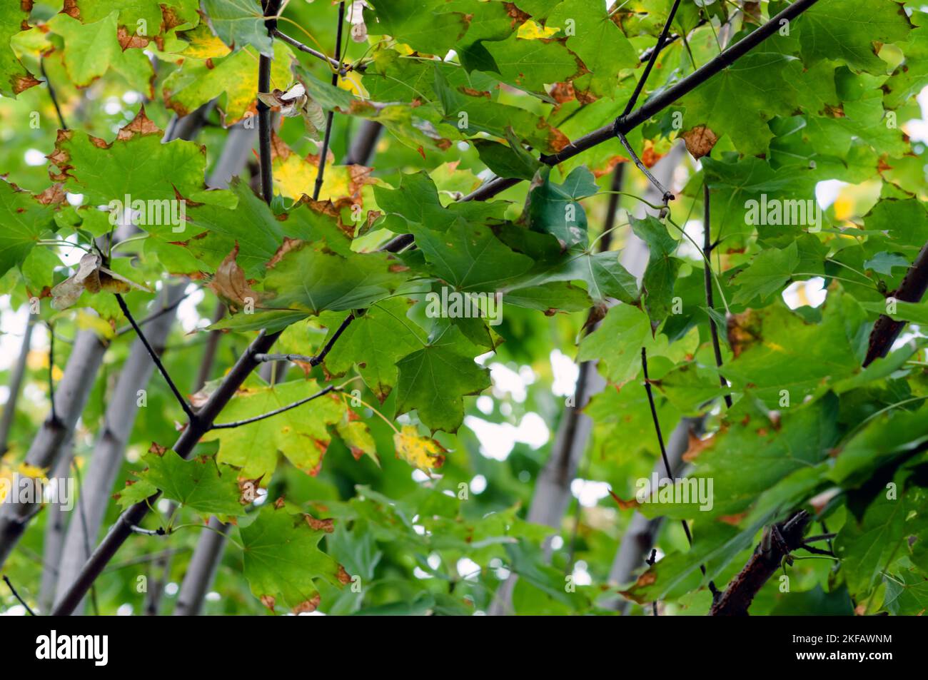 Lussureggiante verde fogliame in una foresta a Heviz, Ungheria Hévíz è una città termale nella contea di Zala, Ungheria, Foto Stock