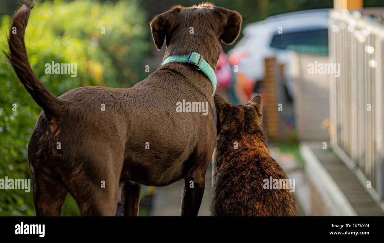 Un primo piano della schiena di un cane marrone scuro con un collare verde Foto Stock