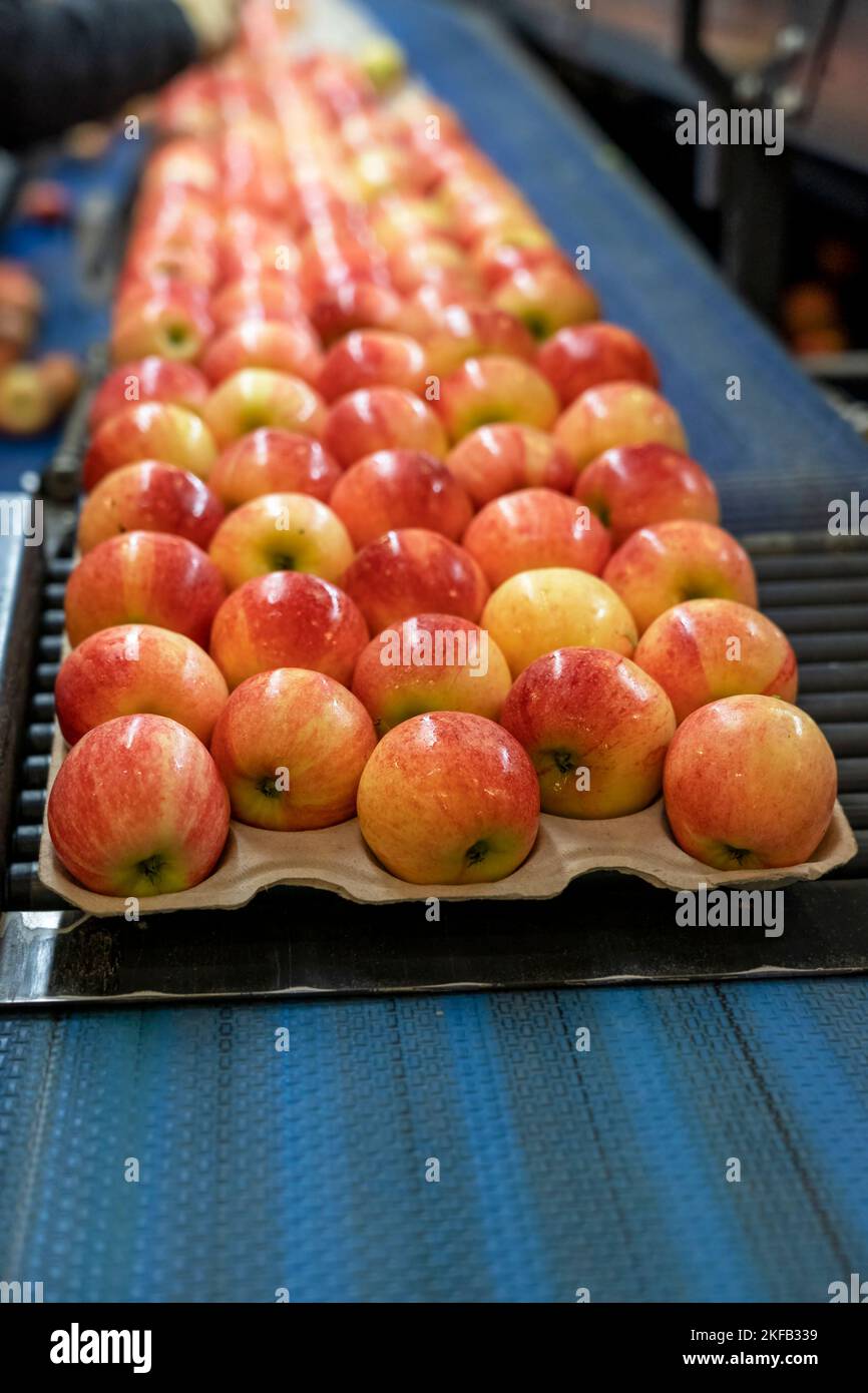 Imballaggio di mele fresche, selezionate, classificate e cerate in Fruit Packing House Facility prima della distribuzione al mercato. Foto Stock