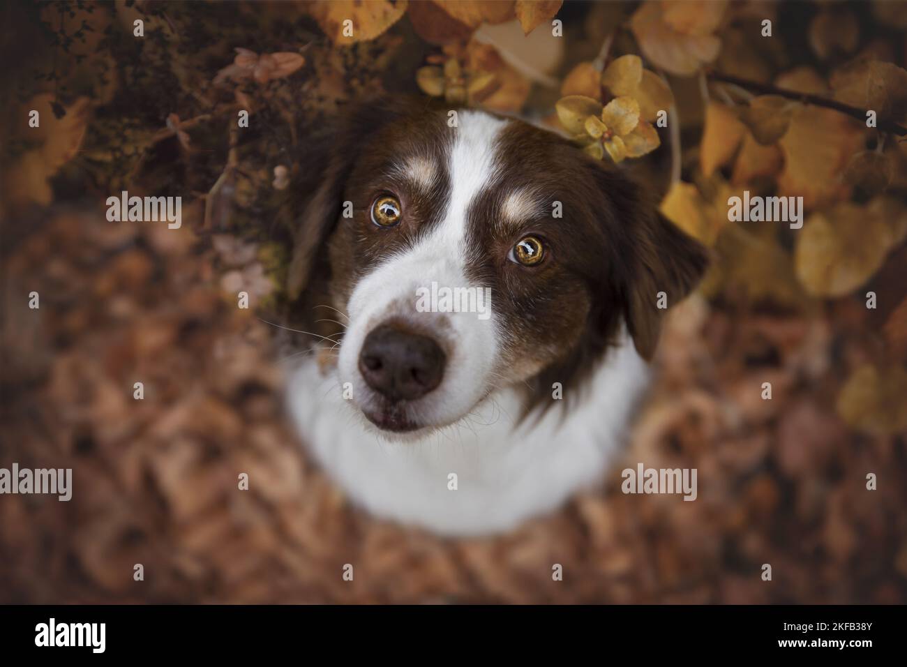 Australian Shepherd ritratto Foto Stock