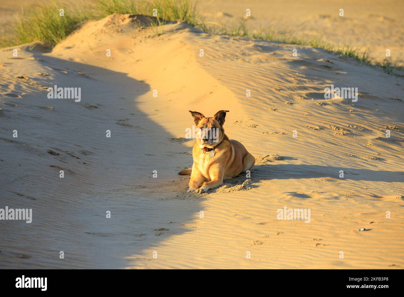 Primo piano di un adorabile cane da pastore dalle orde color giallo marrone con un colletto con un nome alla luce dorata del sole che sorge in un paesaggio di dune sabbiose Foto Stock