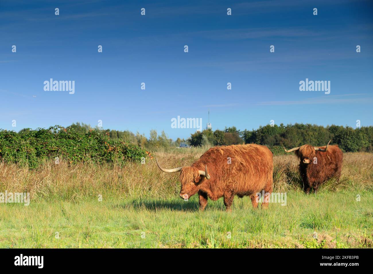 Paesaggio con un paio di toro di Highlander bruno al pascolo con corna completamente cresciute nella riserva naturale Zaans Rietveld nel muni olandese Foto Stock