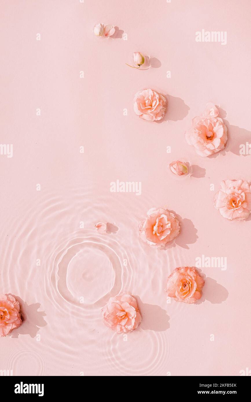 Sfondo estivo con rose rosa in acqua con gocce. Sfondo astratto naturale minimo Lay piatto, vista dall'alto, spazio di copia Foto Stock