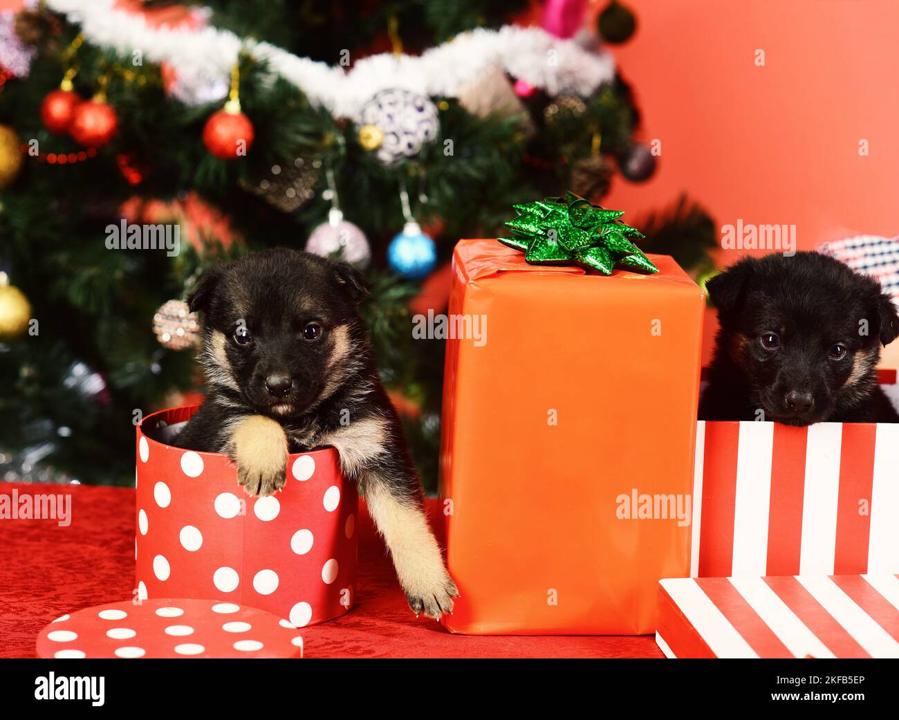 Doggies guardare fuori di strisce e macchiato scatole di Natale Foto Stock