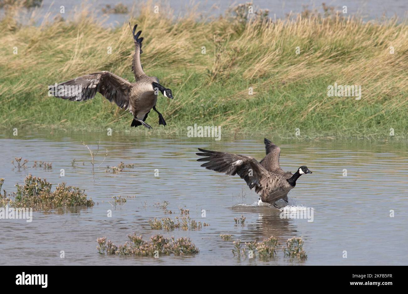 Oche del Canada prese sul estuario del Dee, riserva naturale di Connahs Quay, Galles del Nord, Gran Bretagna, Regno Unito Foto Stock