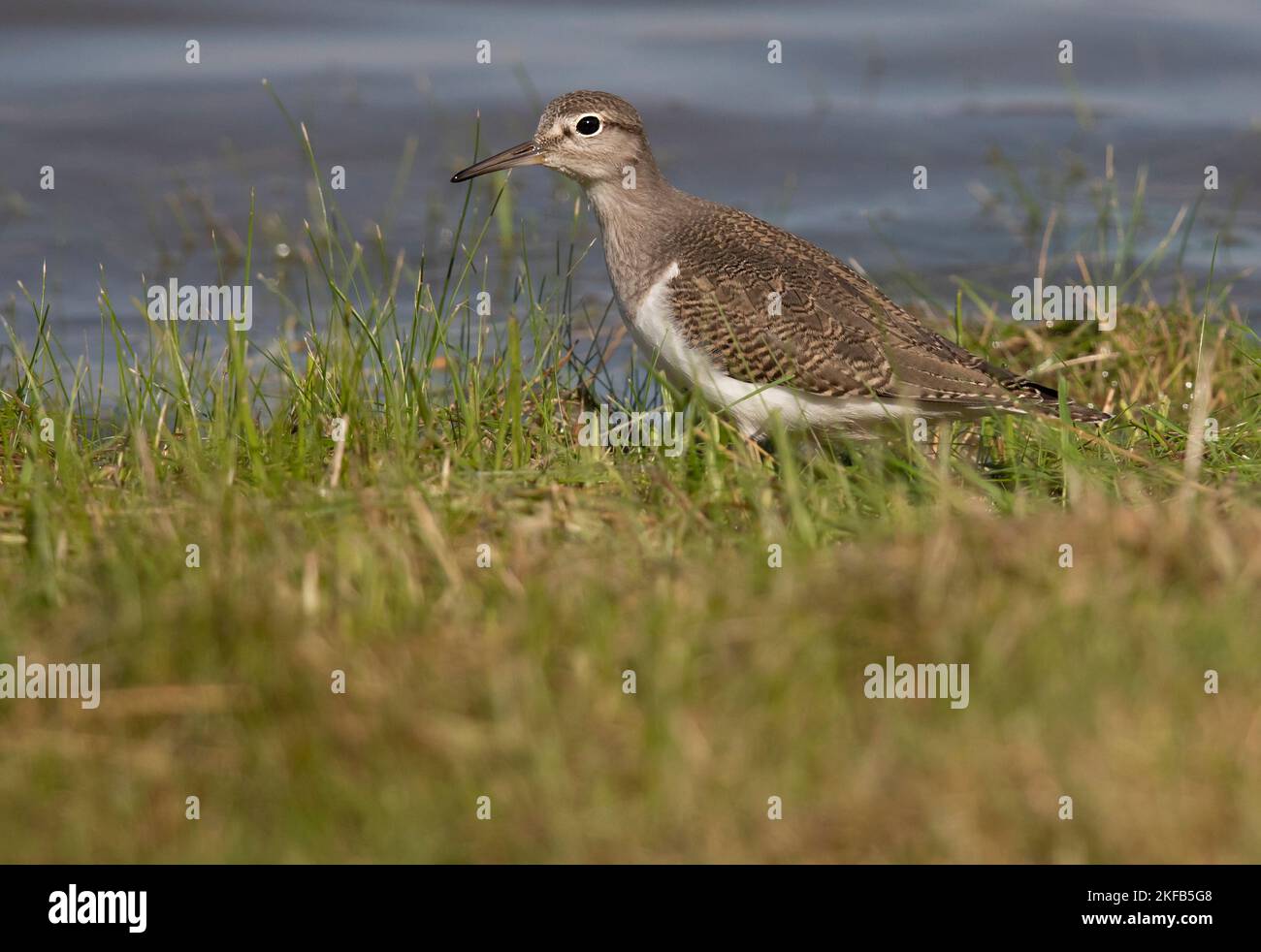 Sandpiper comune preso a Connahs Quay riserva naturale sul Dee Estuary, Galles del Nord, Gran Bretagna, Regno Unito Foto Stock