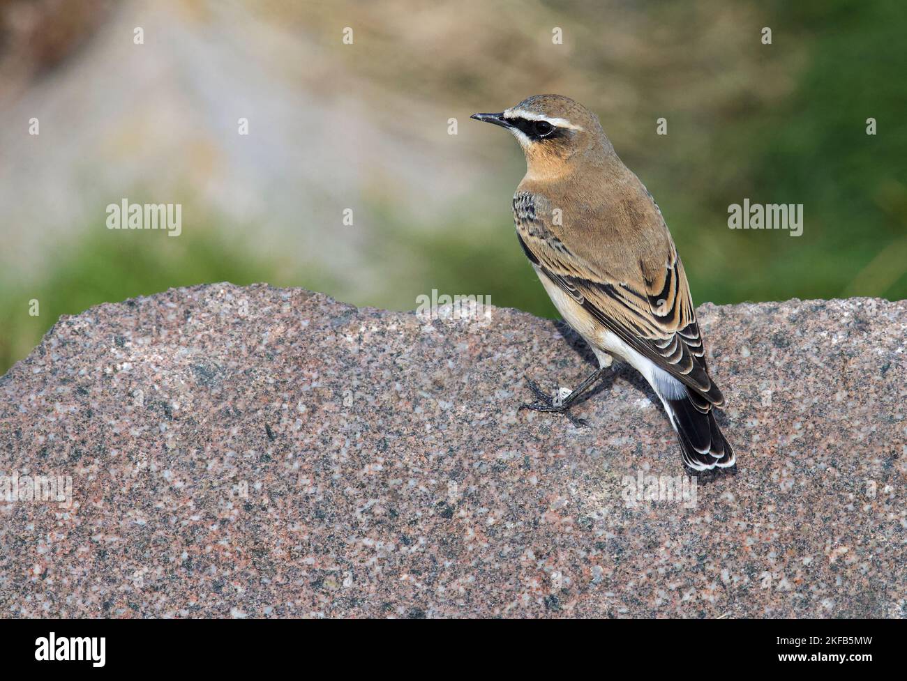 Groenlandia Wheatear ha assunto l'estuario del Dee, la riserva naturale di Connahs Quay, Galles del Nord, Gran Bretagna, Regno Unito Foto Stock