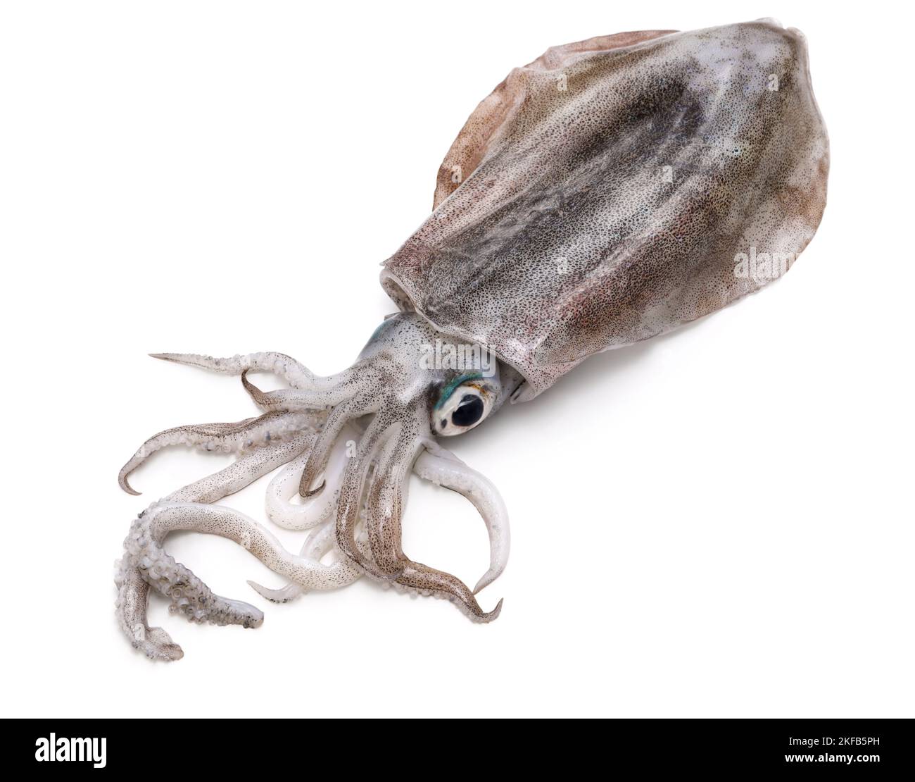 calamari di barriera bigfin, calamari dall'occhio verde, calamari ovali, aoriika, calamari larghi, calamari glitter, calamari settentrionali Foto Stock
