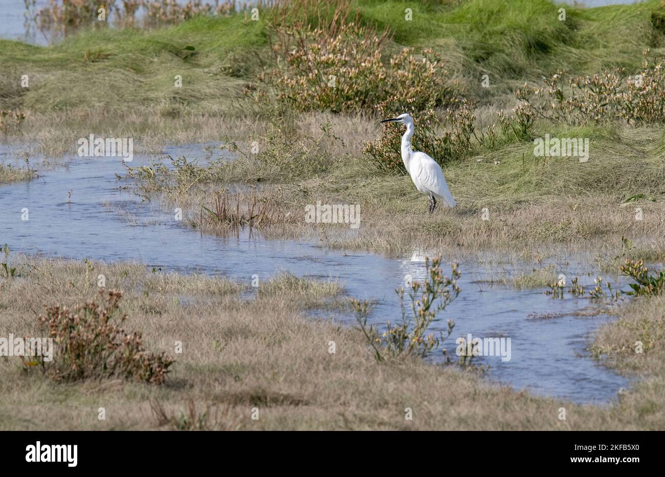 Little Egret ha assunto l'estuario del Dee presso la riserva naturale di Connah's Quay, Galles del Nord, Gran Bretagna, Regno Unito Foto Stock