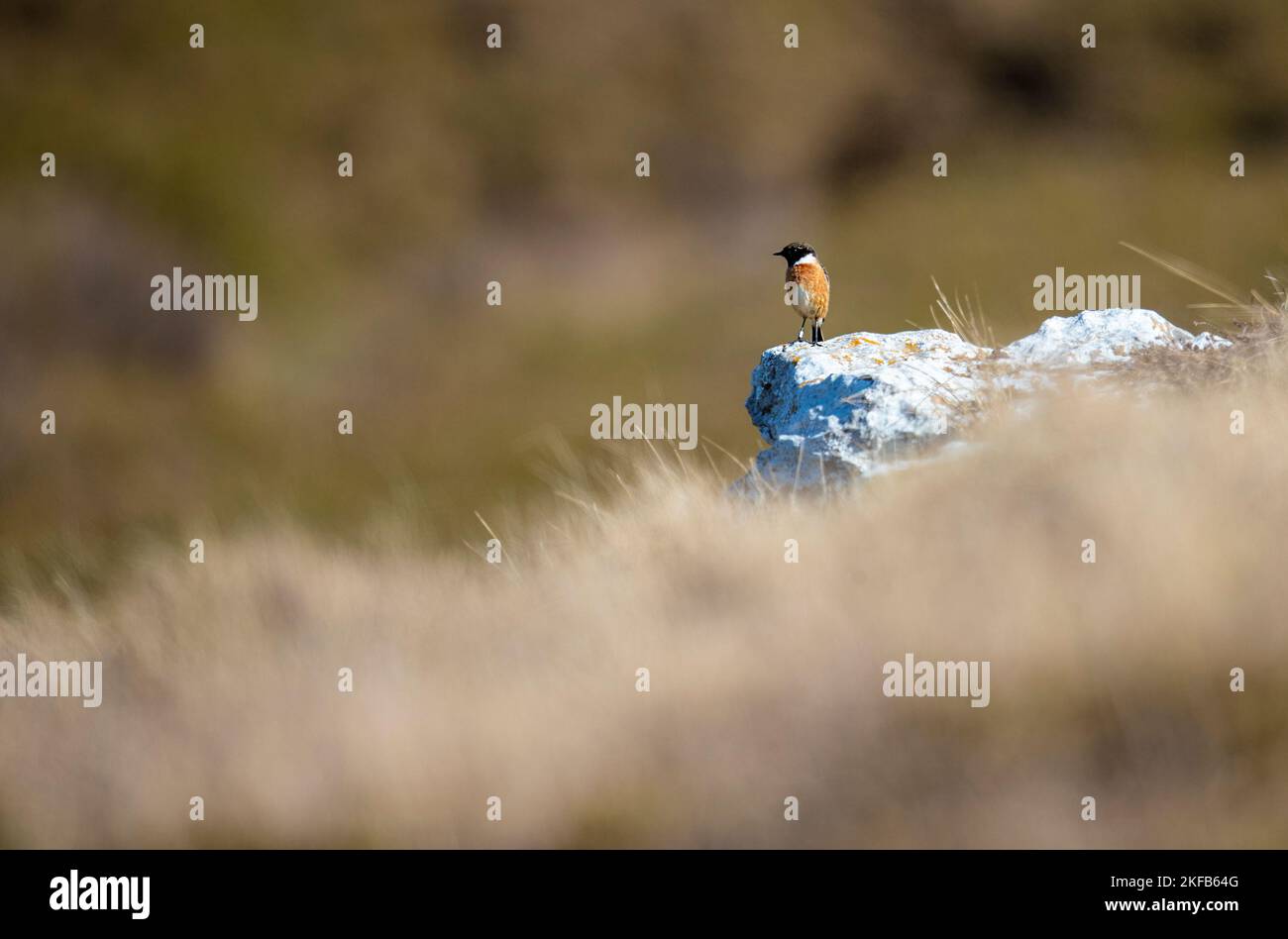 Stonechat sulla Grande Orme nel Galles del Nord, volando e sorrendo tra le rocce e Heather. Foto Stock