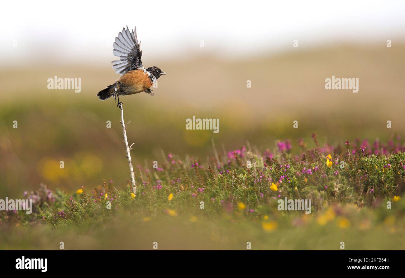 Stonechat sulla Grande Orme nel Galles del Nord, volando e sorrendo tra le rocce e Heather. Foto Stock
