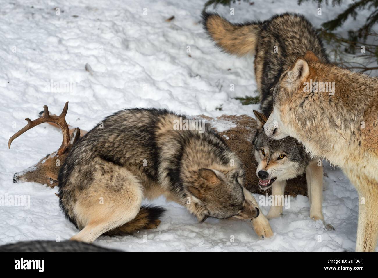 Il lupo grigio (Canis lupus) si allontana dal lupo lumarling a White-coda Deer Body Winter - Captive Animals Foto Stock