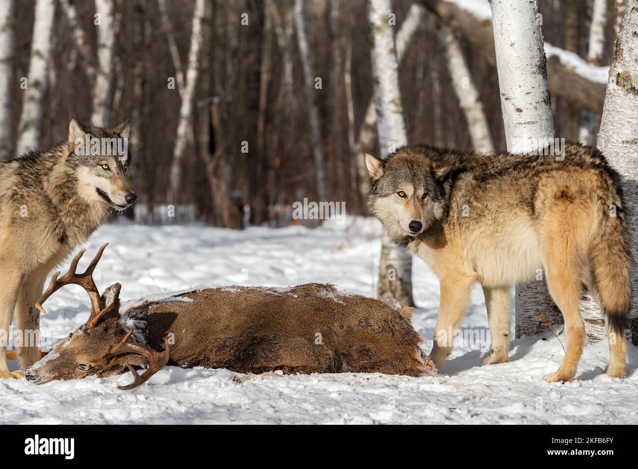 I lupi grigi (Canis lupus) si girano dal corpo del cervo dalla coda bianca Inverno - animali prigionieri Foto Stock