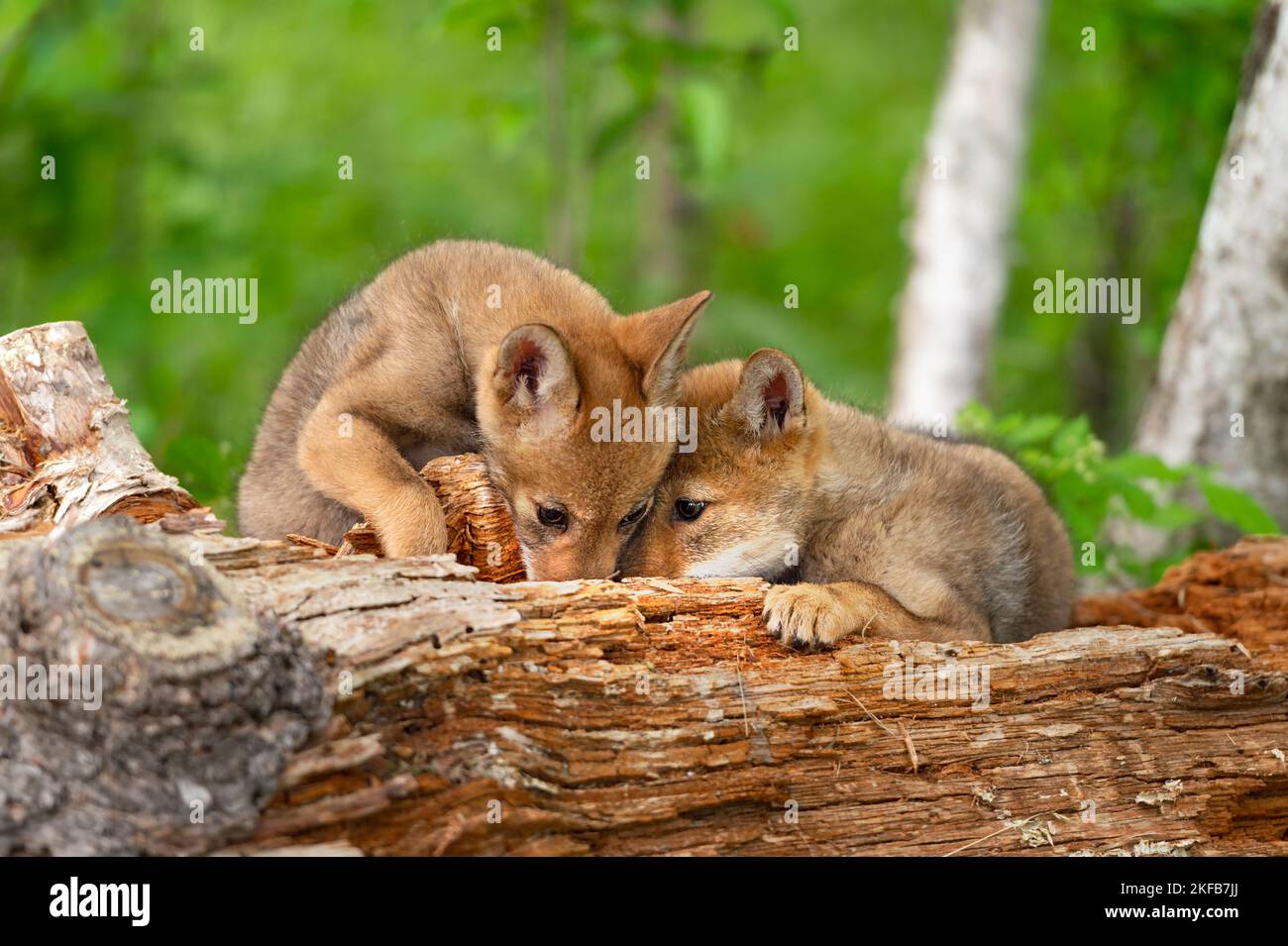 Cuccioli di Coyote (Canis latrans) Sniff insieme in Log Summer - animali prigionieri Foto Stock