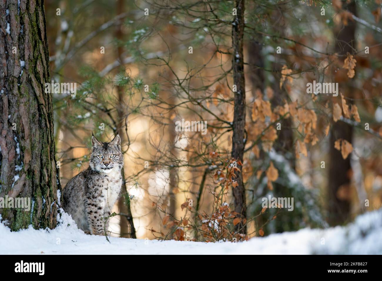 Lynx in piedi accanto all'albero trapiantato nella foresta europea con il tramonto retroilluminazione tra gli alberi. Predator nel suo habitat naturale. Foto Stock