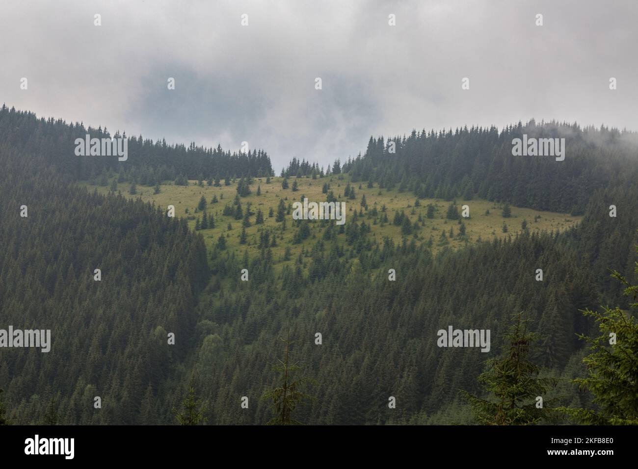 Prato verde nella catena montuosa della foresta in nebbia grigia e nuvole profonde, Carpazi montagne, Chornogora, Ucraina Foto Stock