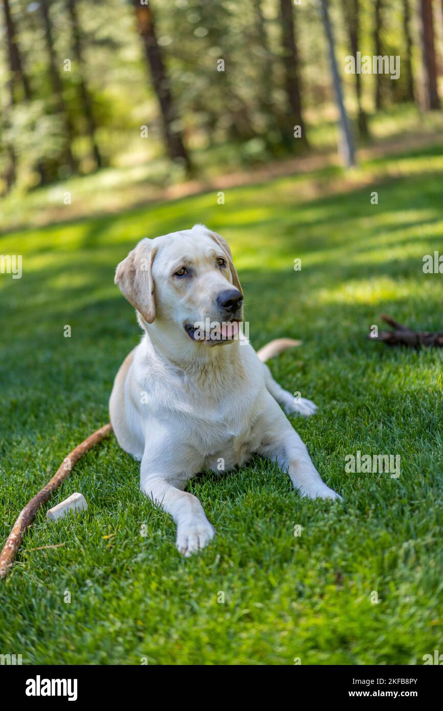 Zoey è un vecchio di 8 mesi, razza pura, Labrador Retriever. Foto Stock