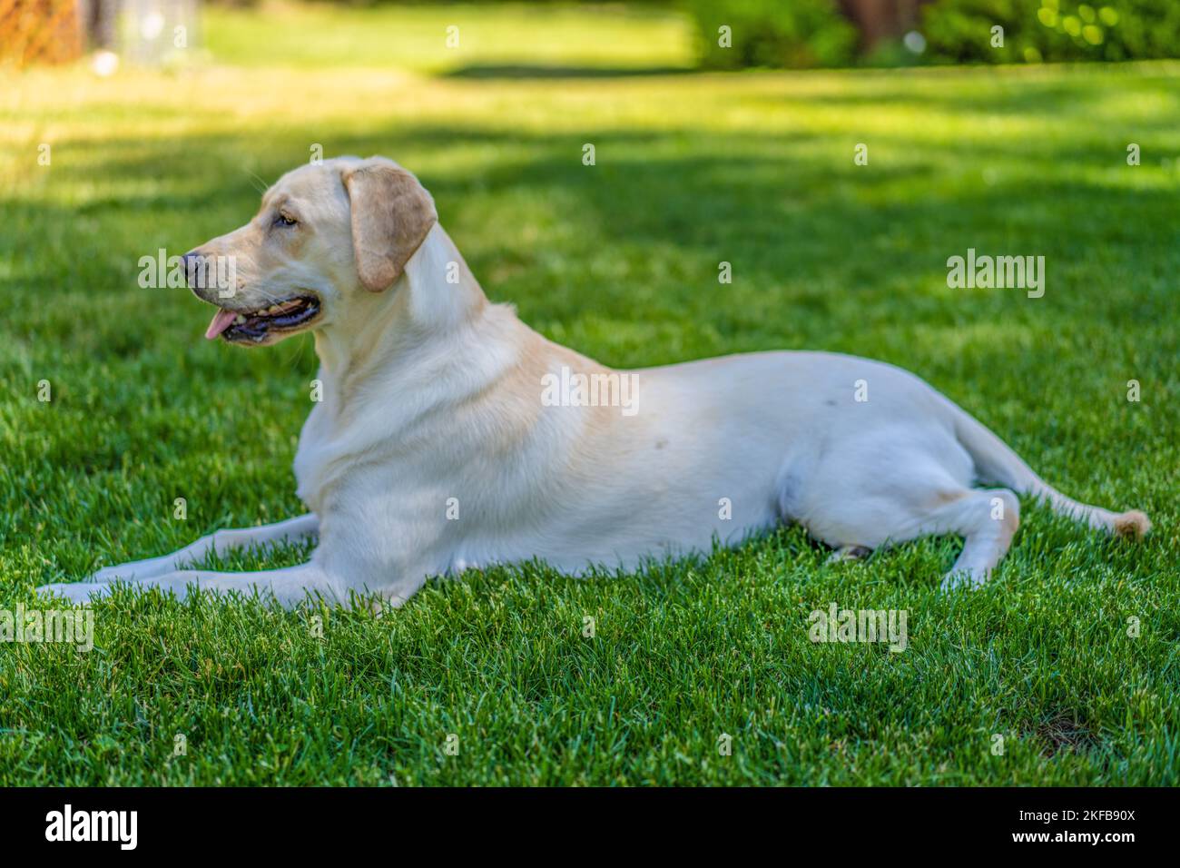 Zoey è un vecchio di 8 mesi, razza pura, Labrador Retriever. Foto Stock