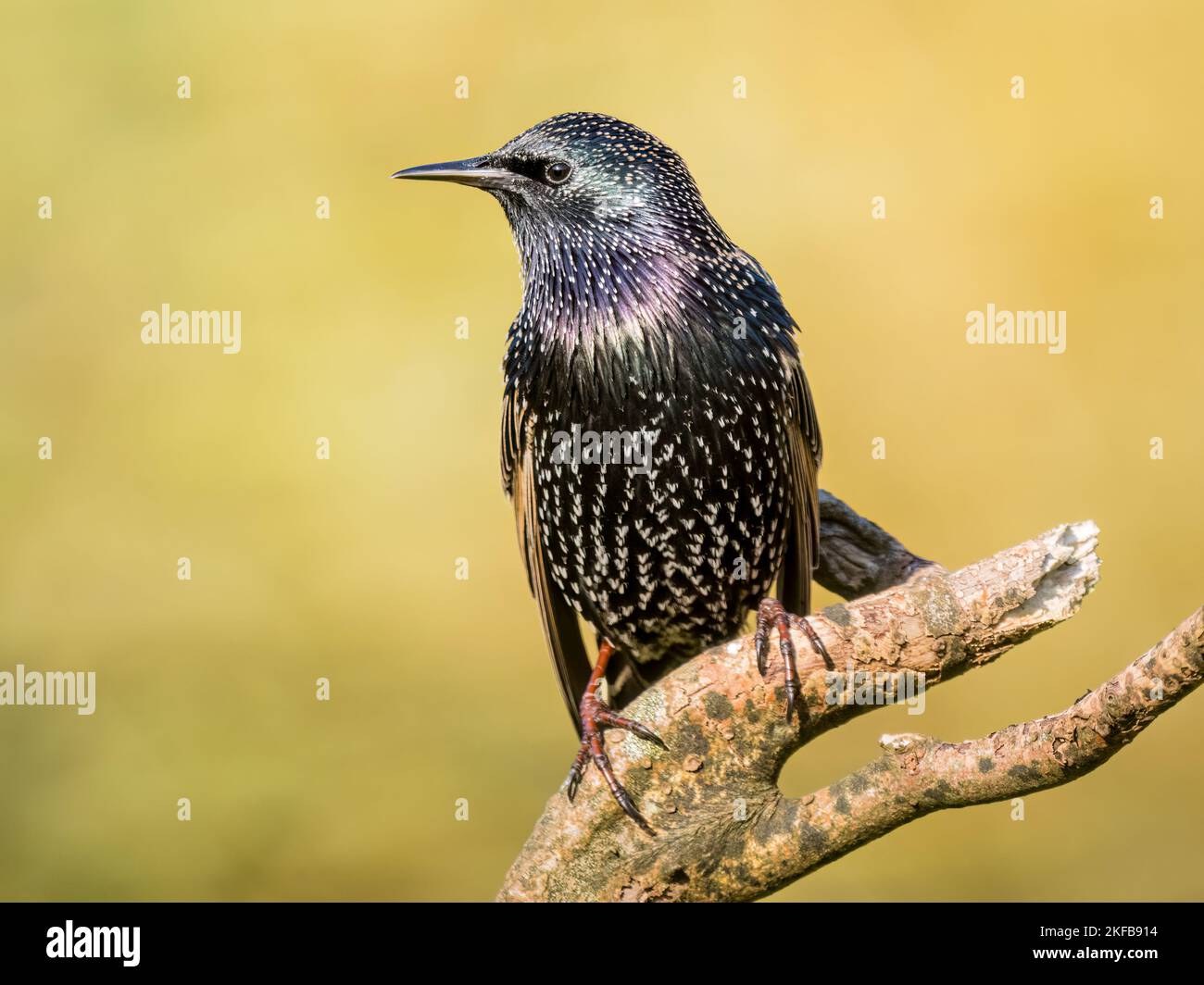 Starling in autunno a metà Galles Foto Stock