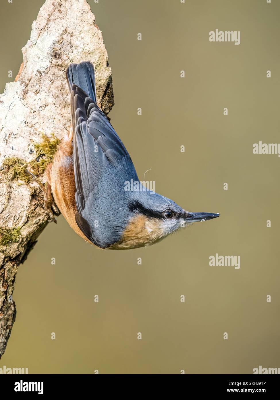 Nuthatch europeo in autunno a metà Galles Foto Stock