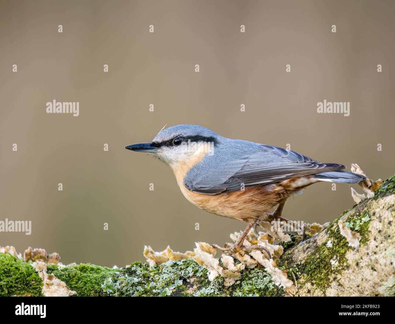 Nuthatch europeo in autunno a metà Galles Foto Stock