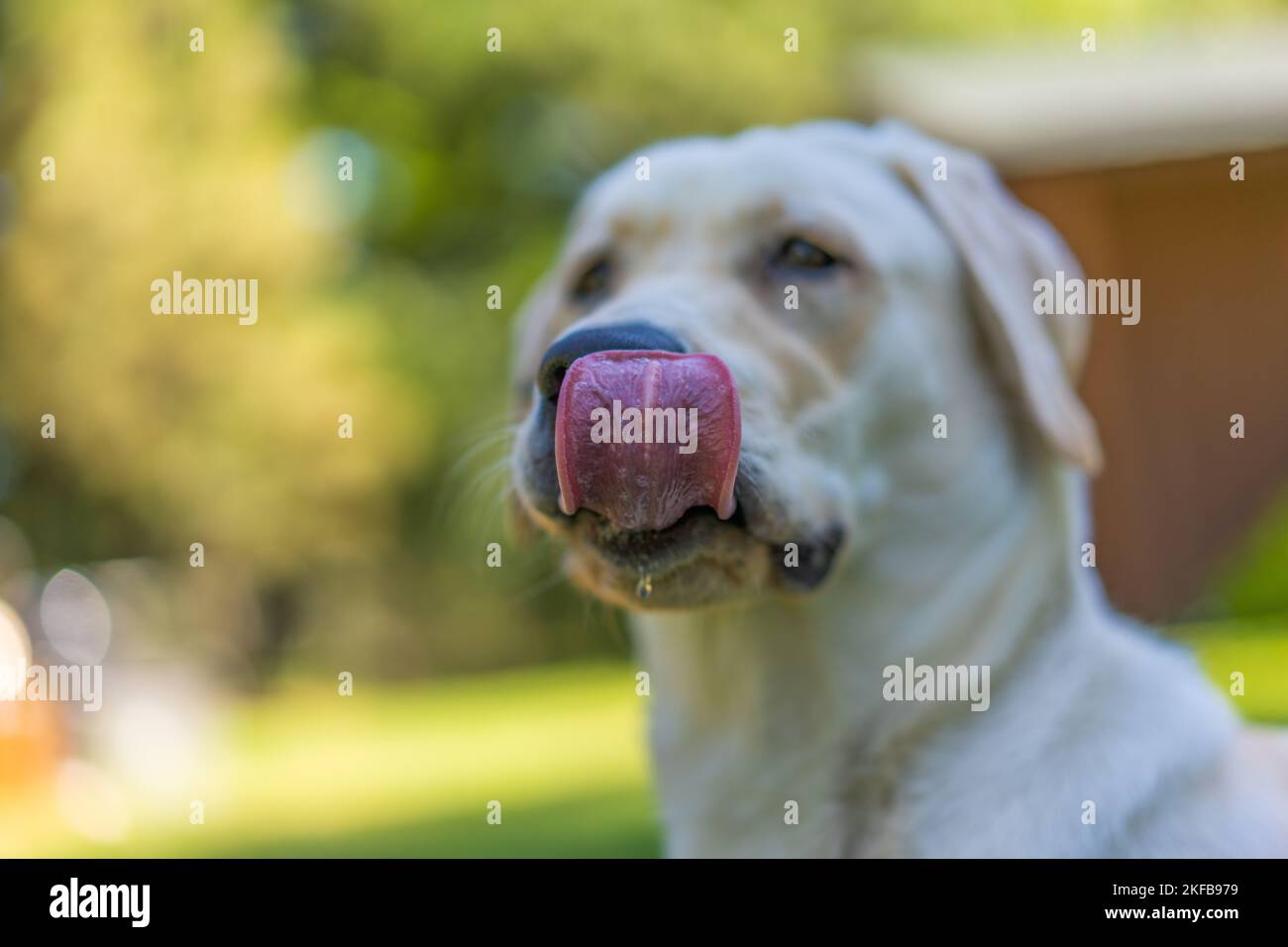 Zoey è un vecchio di 8 mesi, razza pura, Labrador Retriever. Foto Stock