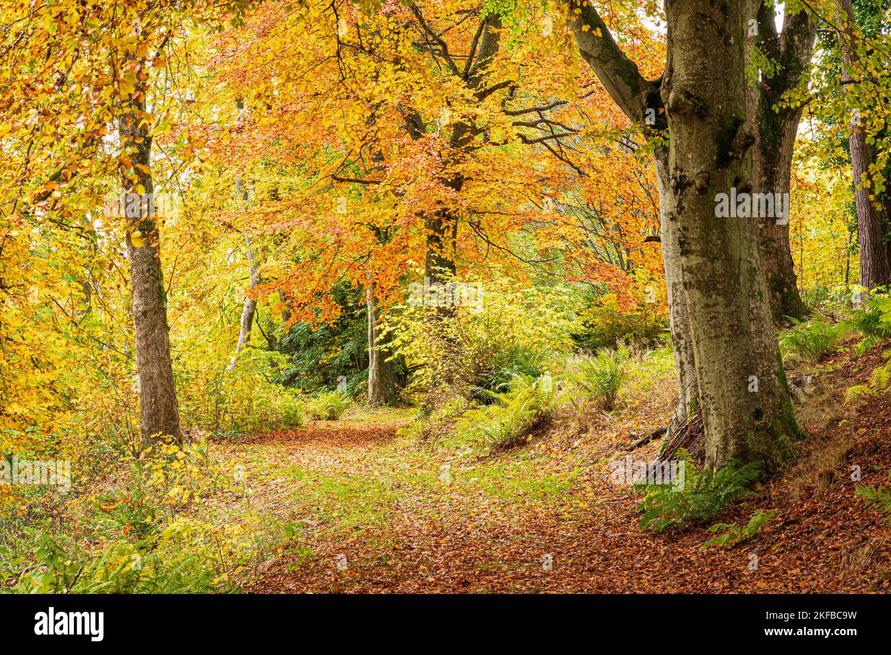 Colori autunnali nei boschi di Blairmore House vicino a Torry, Huntly, Aberdeenshire, Scozia UK Foto Stock