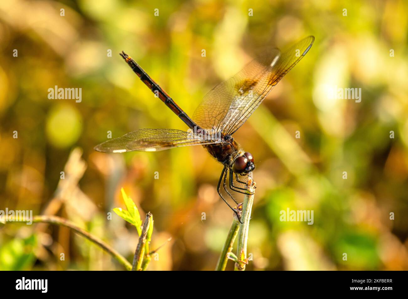 Una bella libellula Pennant a quattro macchie, poggia su un fusto vegetale in un complesso paludoso della Florida. Foto Stock