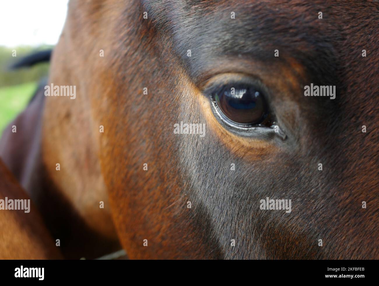 Occhio di bella baia colorato cavallo. Visto in Hardenberg, Paesi Bassi Foto Stock