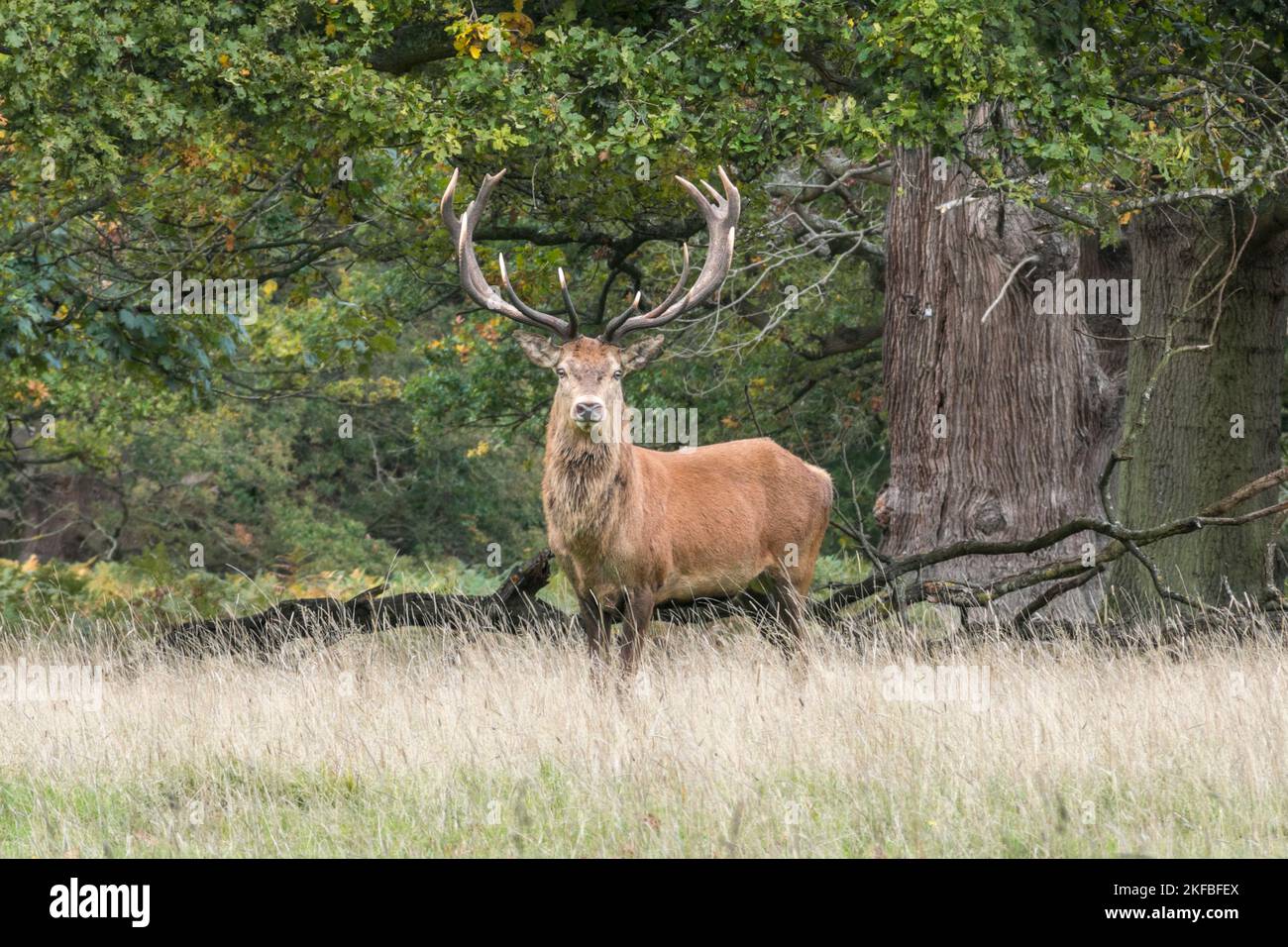 Un cervo rosso maschio maturo che si stagliava davanti alla telecamera a Windsor Great Park, Regno Unito. Foto Stock