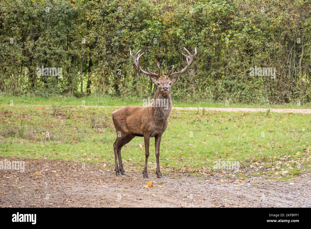 Un cervo rosso maschio maturo che si stagliava davanti alla telecamera a Windsor Great Park, Regno Unito. Foto Stock