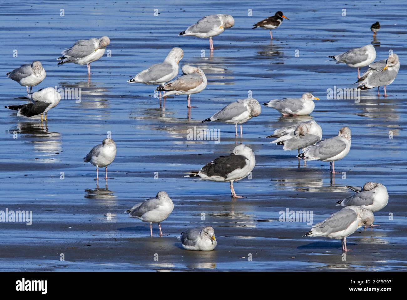Gregge di gabbiani europei di aringa, grande gabbiano nero-backed il gabbiano nero-backed inferiore riposante sulla spiaggia di sabbia lungo la costa del Mare del Nord in autunno Foto Stock