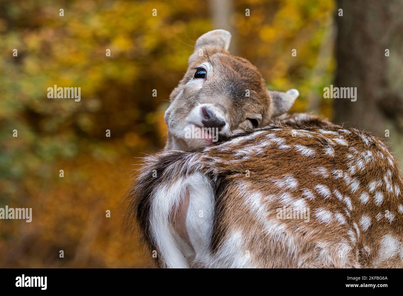 Capriolo europeo (Dama dama) primo piano del fawn che grooming la sua pelliccia nella foresta autunnale Foto Stock