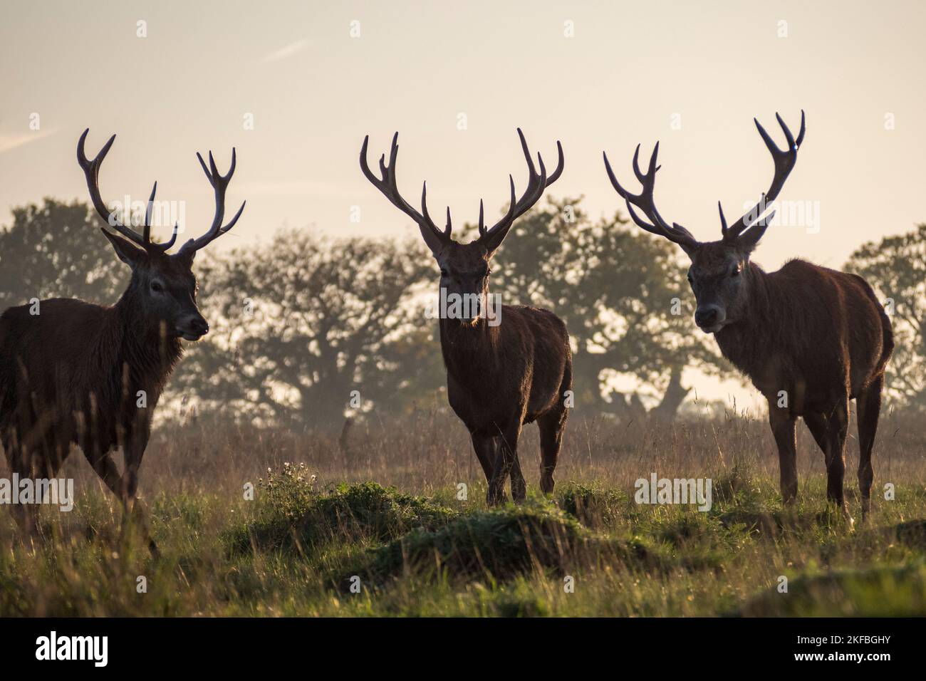 Un gruppo di cervi rossi di sesso maschile maturi alla luce della sera, Richmond Park, Regno Unito. Foto Stock