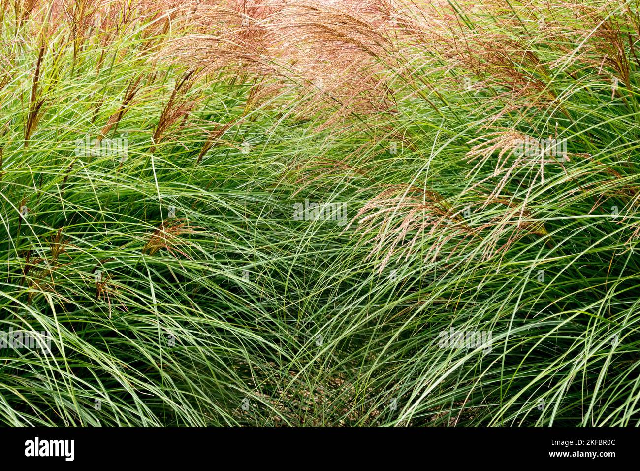 Erba d'argento cinese, Miscanthus sinensis 'Yaku Jima', Giardino, Erba, Erba di Maiden, grumi di erbe, Eulalia Foto Stock